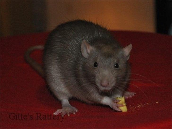 Tamrotte Trampe Trold RIP - 4/11-11. billede 17