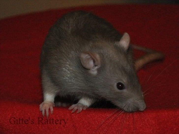 Tamrotte Trampe Trold RIP - 4/11-11. billede 14