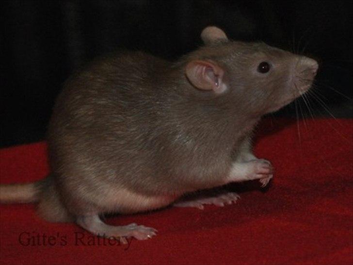 Tamrotte Trampe Trold RIP - 4/11-11. billede 15