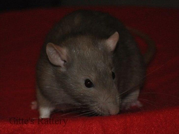 Tamrotte Trampe Trold RIP - 4/11-11. billede 16