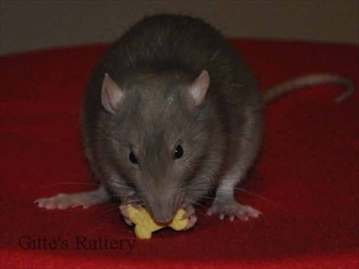 Tamrotte Trampe Trold RIP - 4/11-11. billede 18