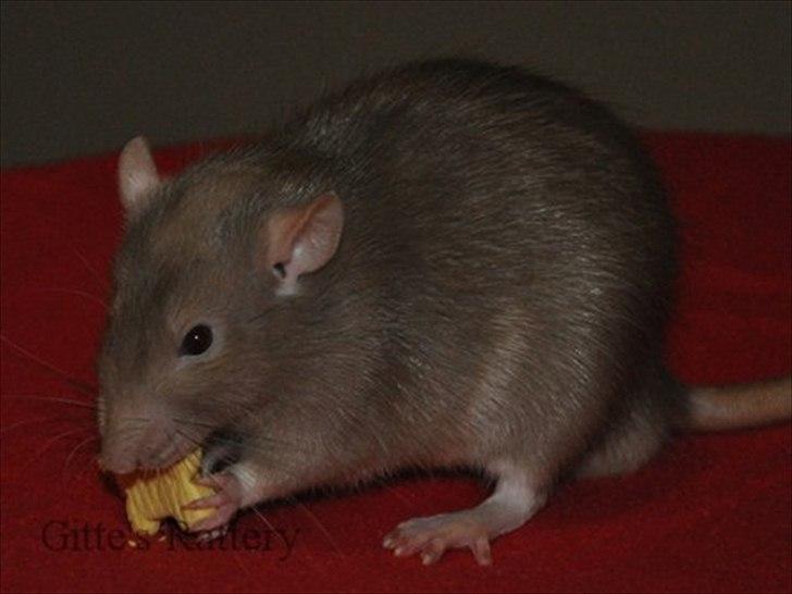 Tamrotte Trampe Trold RIP - 4/11-11. billede 19