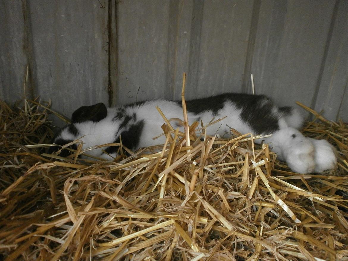 Kanin Tillas Zeus billede 13