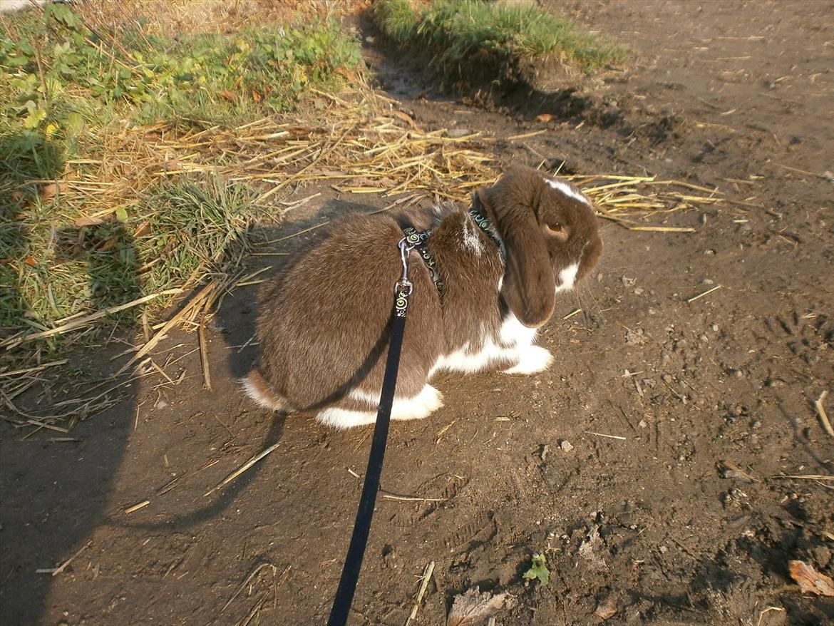 Kanin Tillas Zeus billede 14