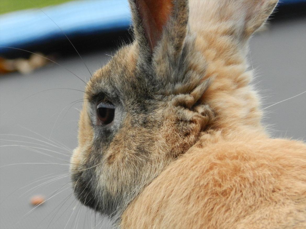 Kanin Anijo´s Silke - Silke på trampolinen :D billede 12
