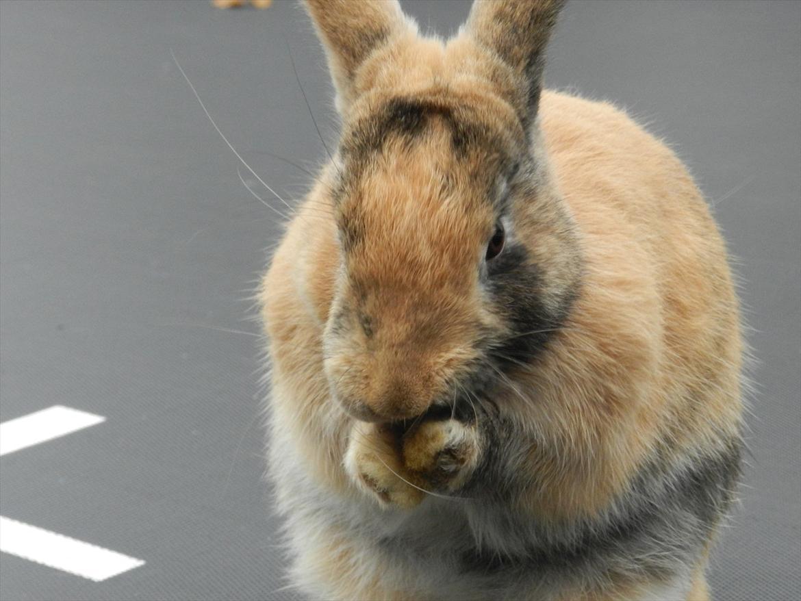 Kanin Anijo´s Silke - Nurhh! :D billede 5