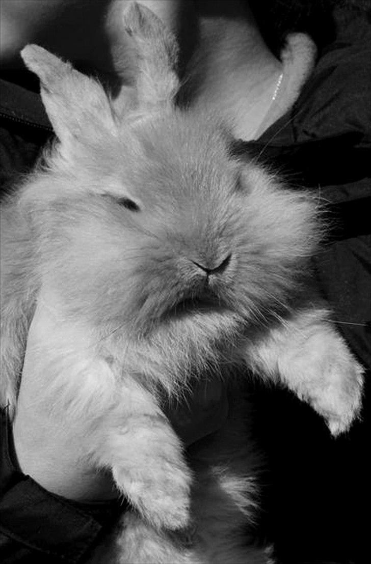 Kanin Peanut - Søde Peanut! <3. billede 1