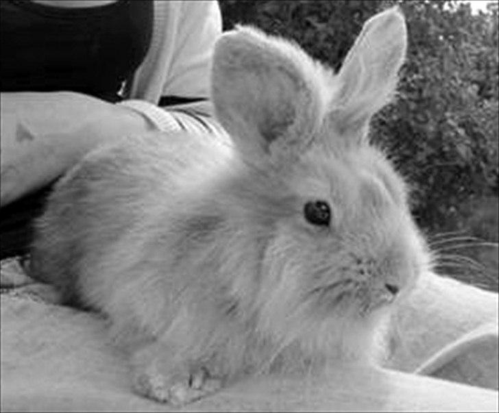 Kanin Peanut - Baby Peanut! <3 billede 2