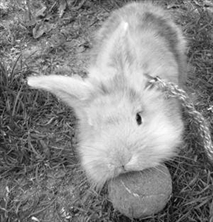 Kanin Peanut billede 3