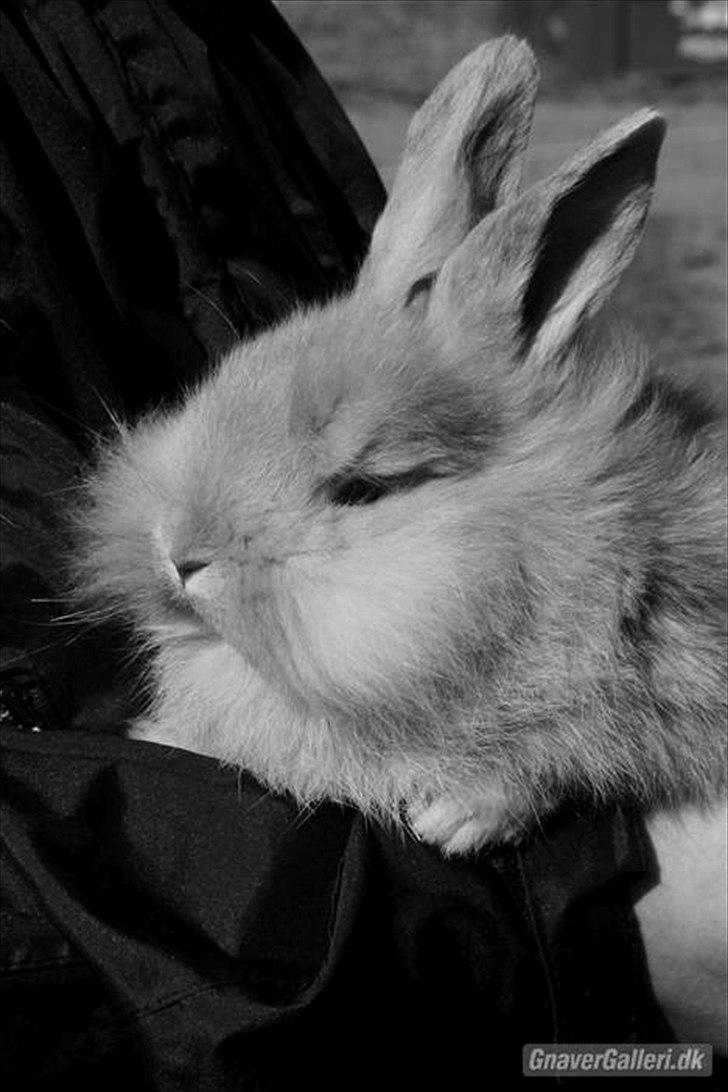 Kanin Peanut billede 4