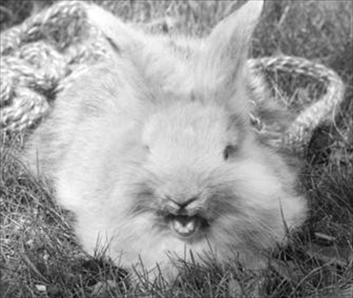 Kanin Peanut billede 5