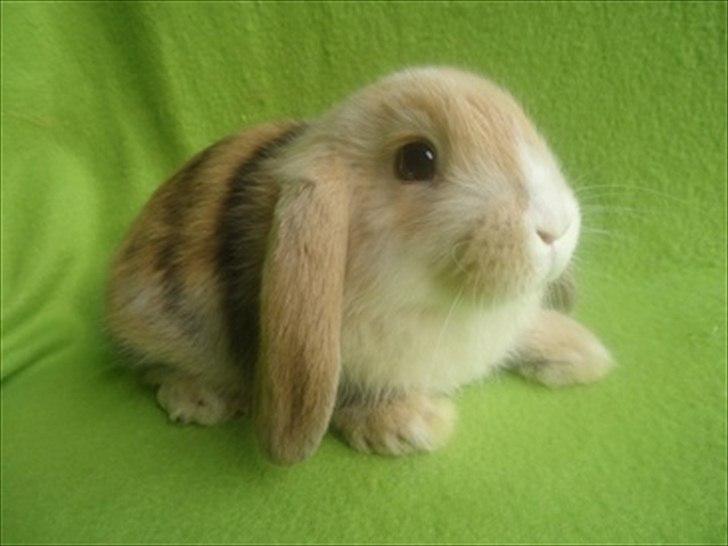 Kanin Afrodites Fonzie - Fonzie næsten 8 uger gammel. 8 uger minus 1 dag helt præcist :D billede 12