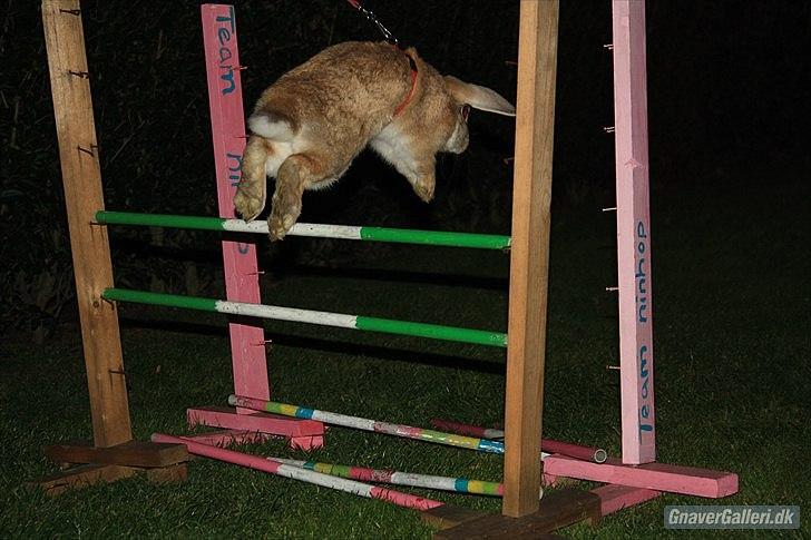 Kanin Beauty Princess | The One<3 - MMB|Foto

Angen gang spring efter at have haft unger ;D billede 19