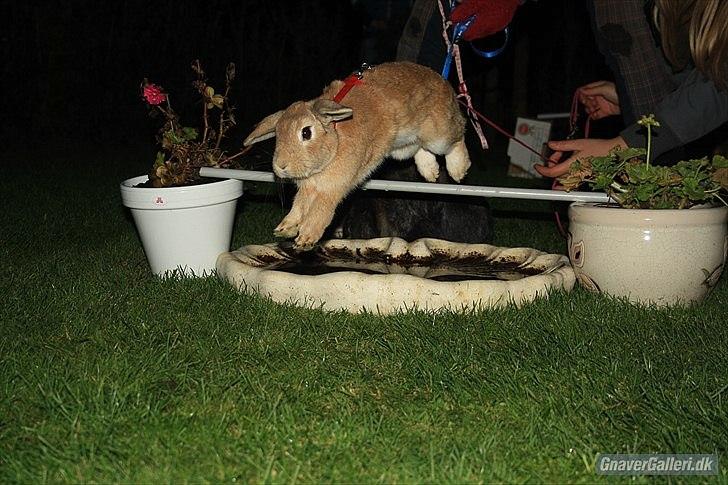 Kanin Beauty Princess | The One<3 - MMB|Foto billede 20