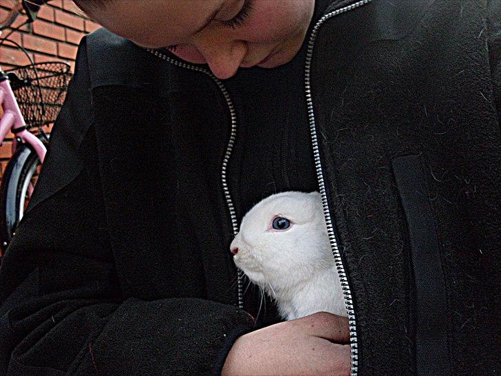 Kanin snowey billede 9