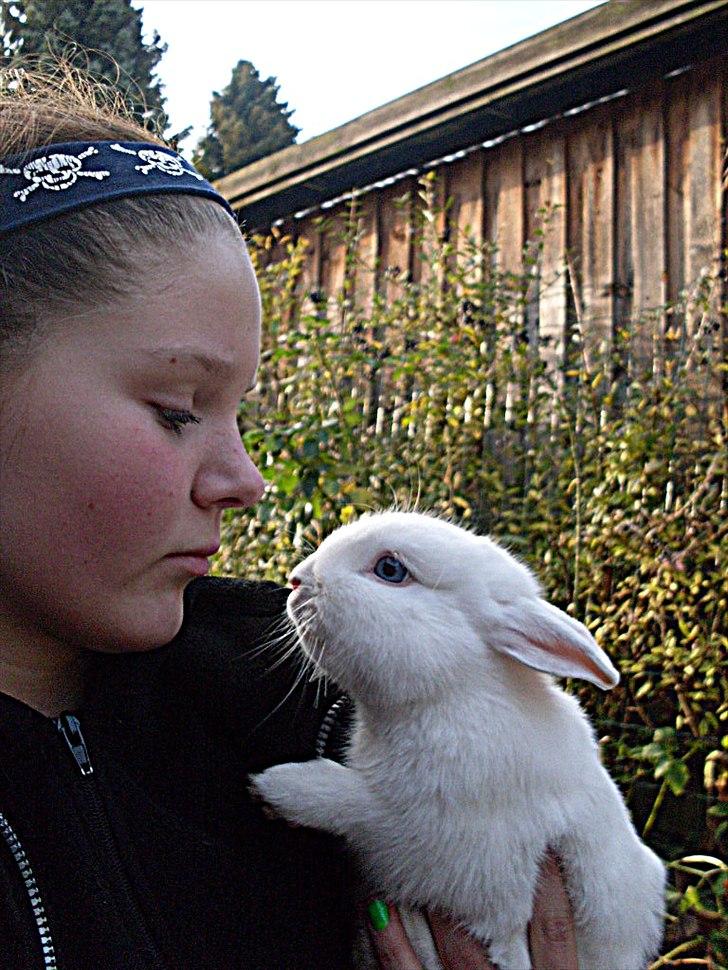 Kanin snowey billede 10