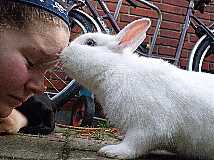 Kanin snowey billede 11