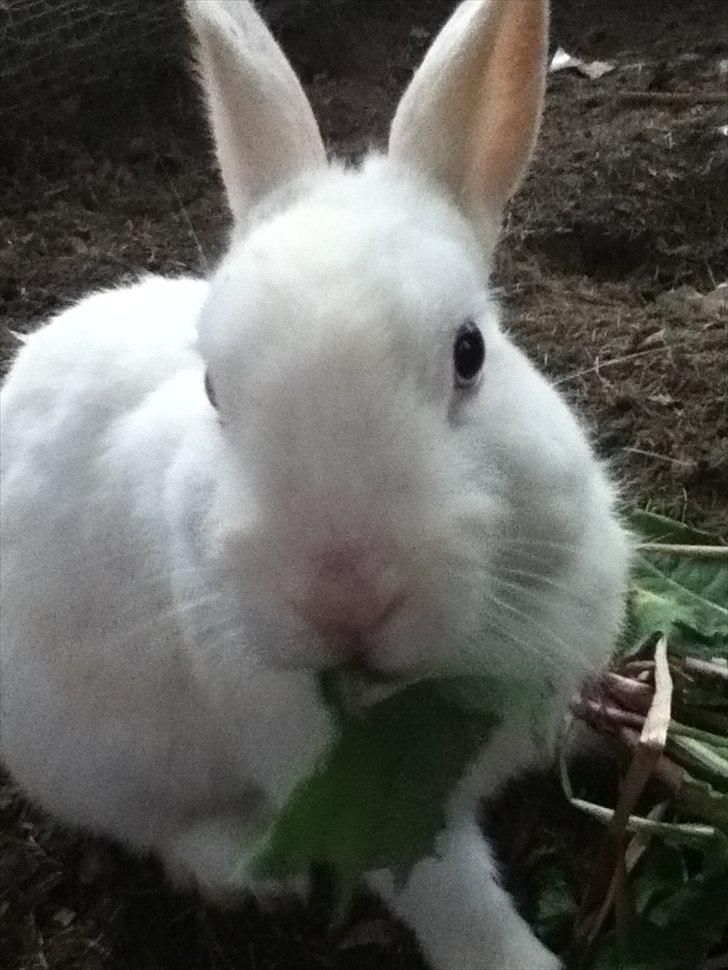 Kanin snowey billede 12