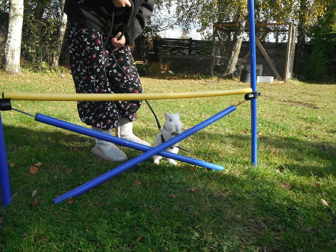 Kanin snowey billede 13