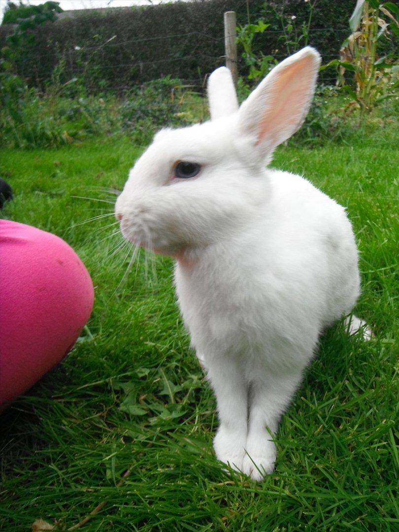 Kanin snowey billede 14