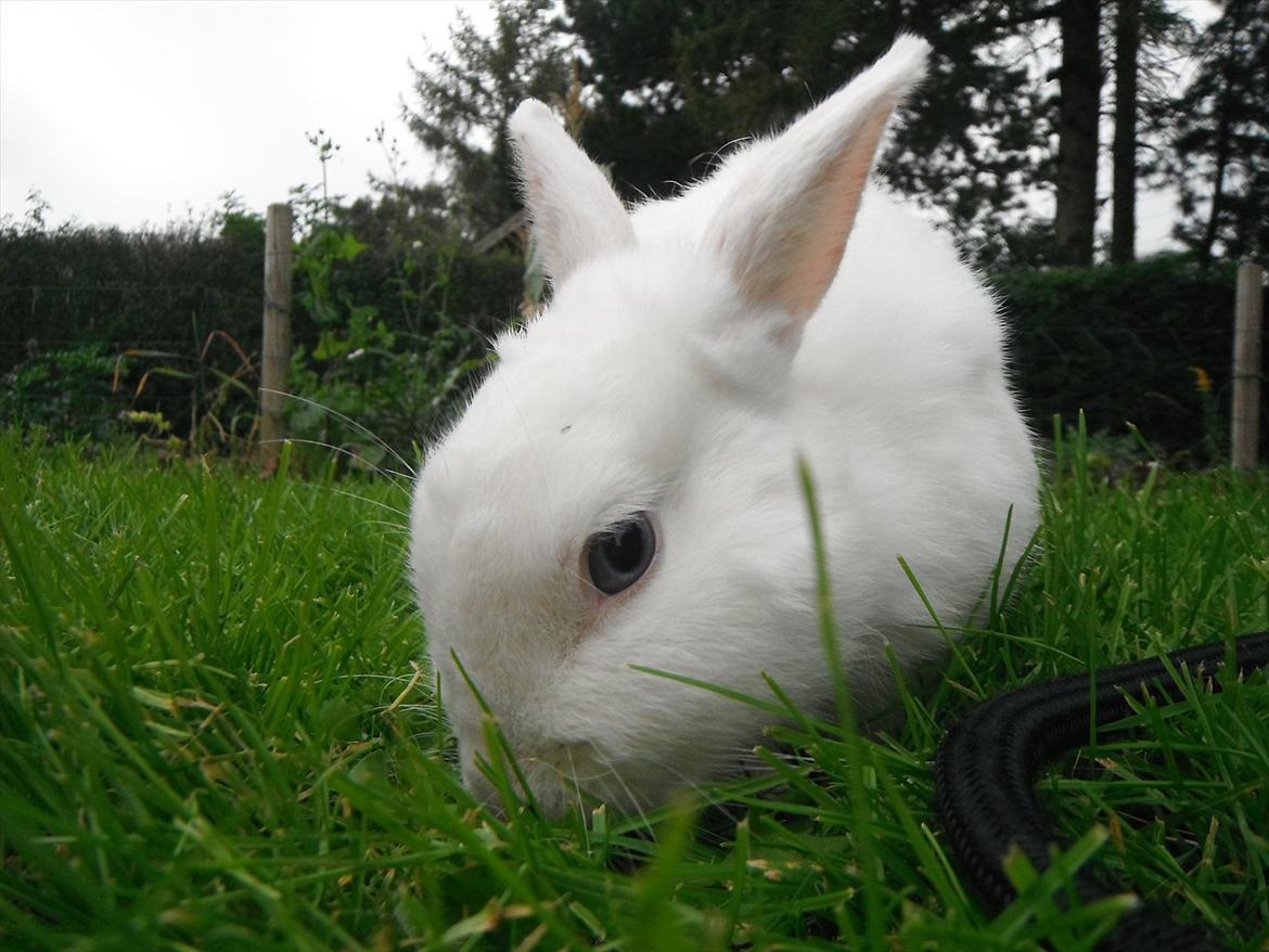 Kanin snowey billede 15