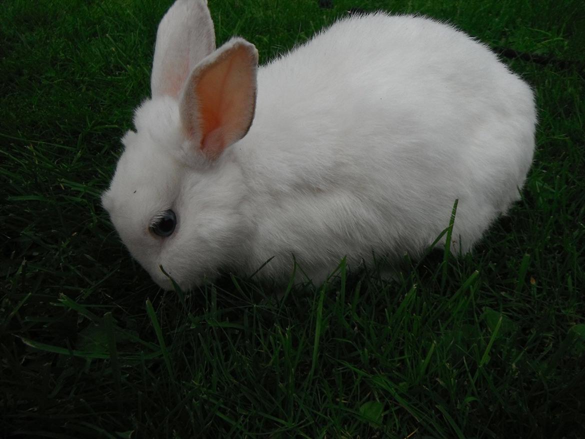 Kanin snowey billede 16