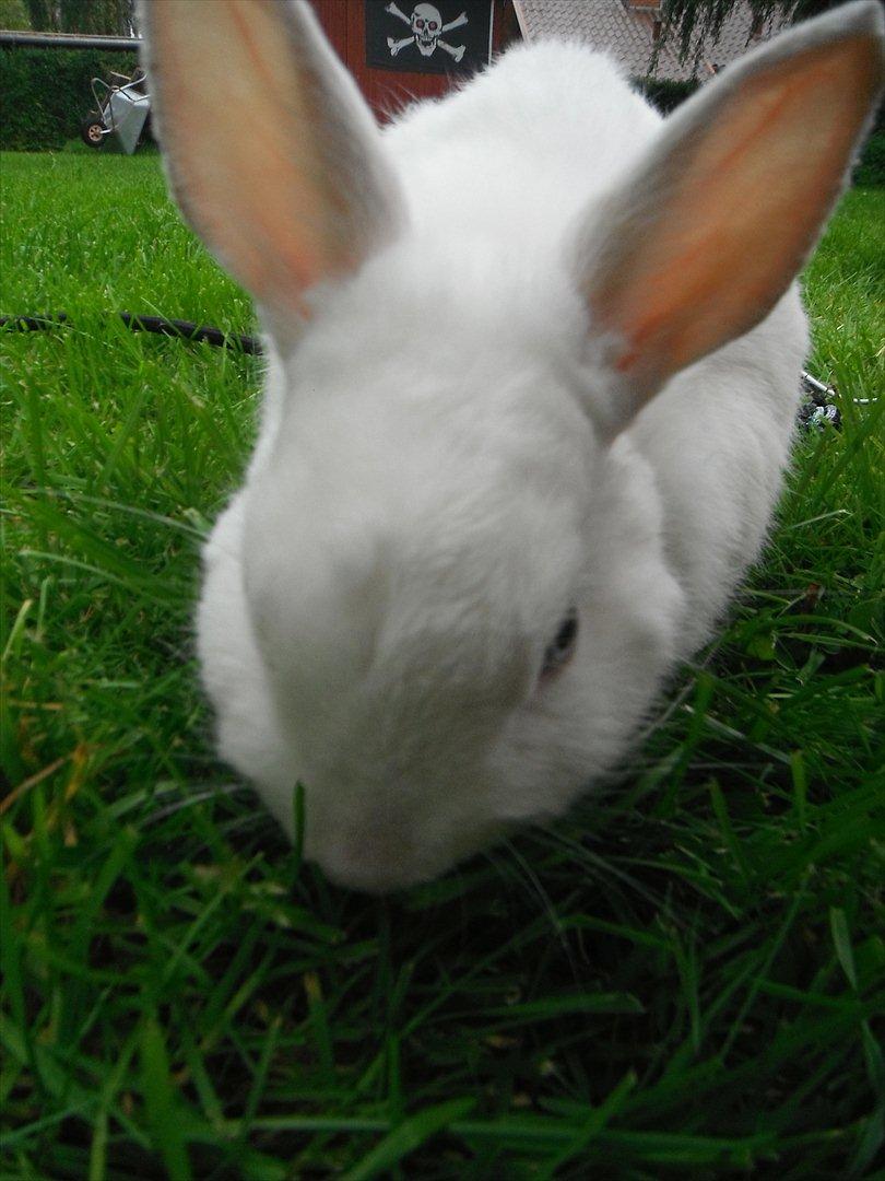 Kanin snowey billede 17