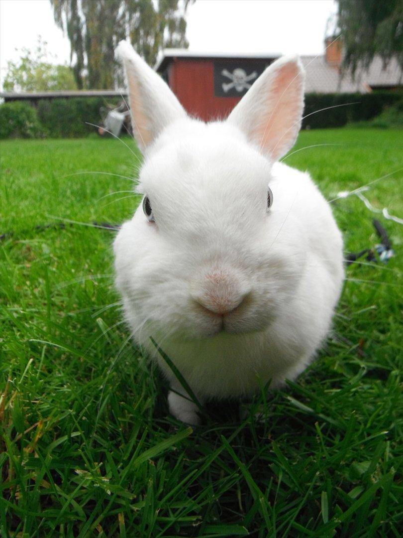 Kanin snowey billede 18