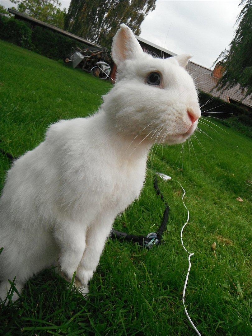 Kanin snowey billede 19