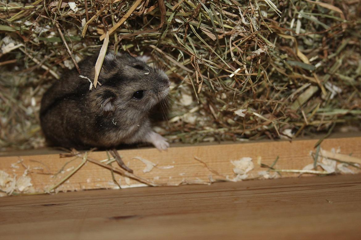 Dværghamster Magnus (R.I.P) - ved at bygge hule :-) billede 15