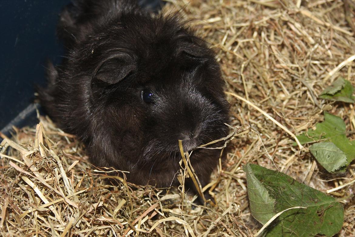 Marsvin Baily  - velkommen til Baily :-) billede 1