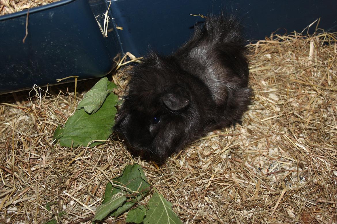 Marsvin Baily  - Flot frisure ;-) billede 2