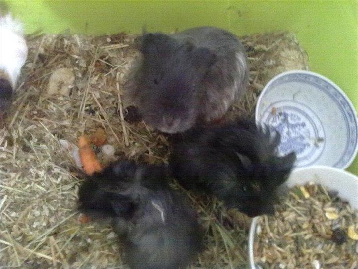 Marsvin Baily  - Baily ( til v.) & Luca sammen med sin mor (pussy) dagen efter fødslen. billede 3