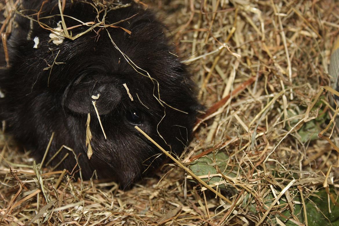 Marsvin Baily  - Baily der lige har rullet sig i høet. billede 4