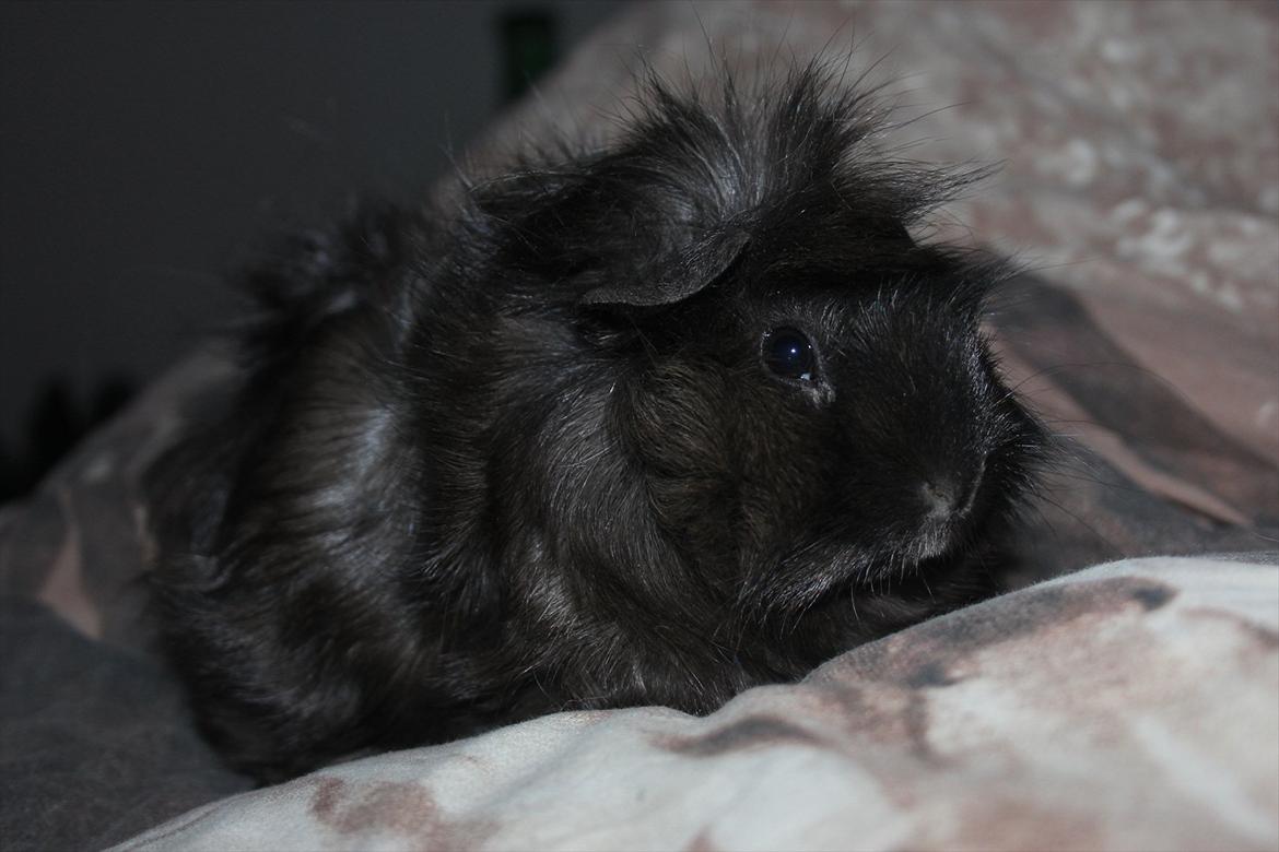 Marsvin Baily  billede 5