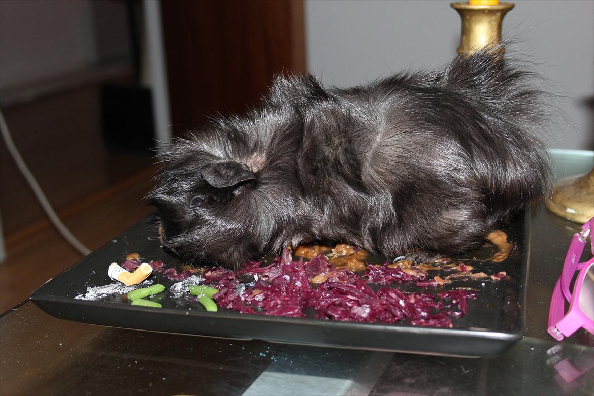 Marsvin Baily  - man er væk i 2 sekunder, og så finder man Baily i ens tallerken... fuldstændig smurt ind i sovs og andet. xD billede 6