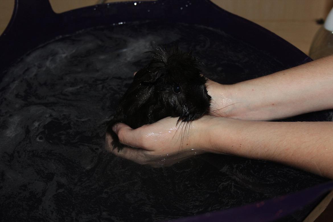 Marsvin Baily  - så skal alt maden vaskes ud af pelsen, den lille gris! :-) billede 7