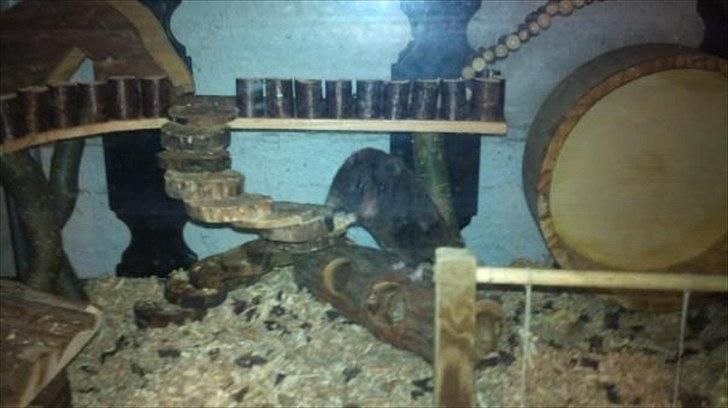 Hamster - Lars-Verner billede 8