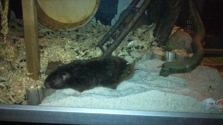 Hamster - Lars-Verner billede 9