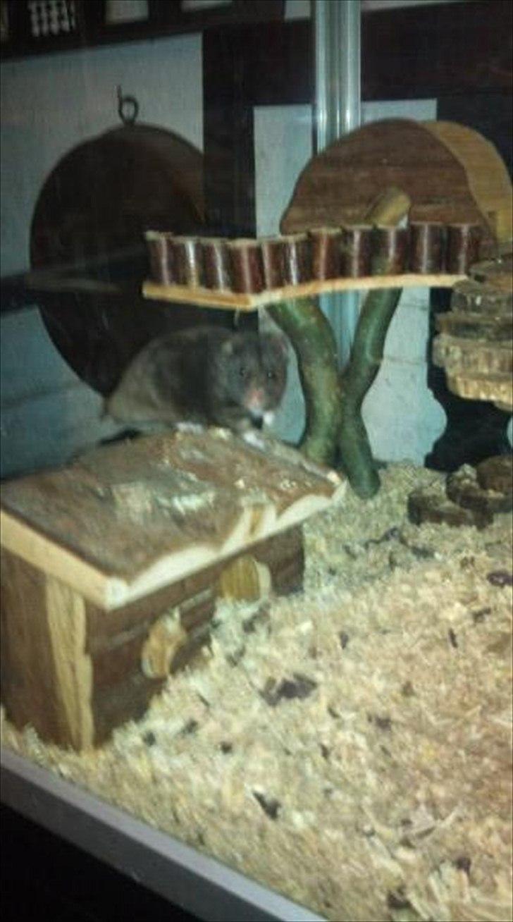 Hamster - Lars-Verner billede 10