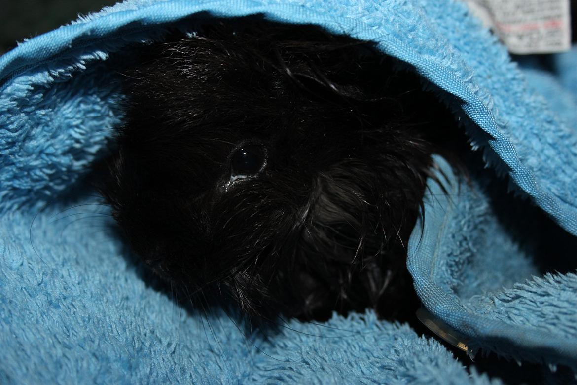 Marsvin Baily  - et rent marsvin igen! :-) billede 8