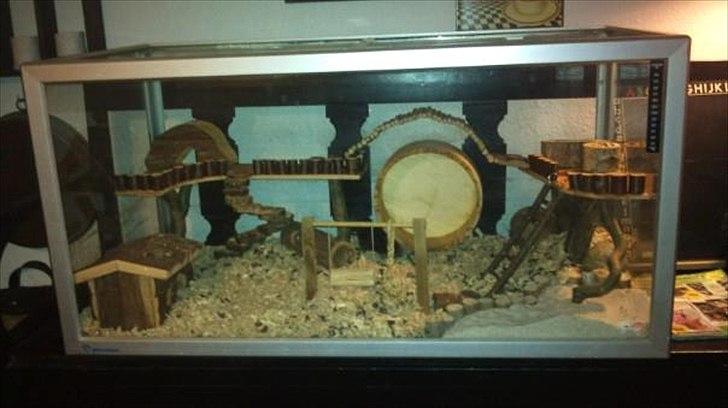 Hamster - Lars-Verner - Buret er 100¤50¤50 så der er plads nok billede 11