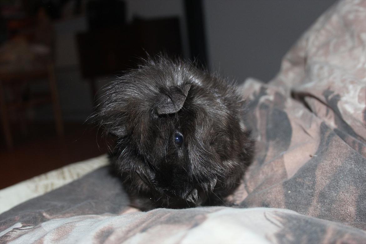 Marsvin Baily  - pudse pudse pudse :-) billede 9