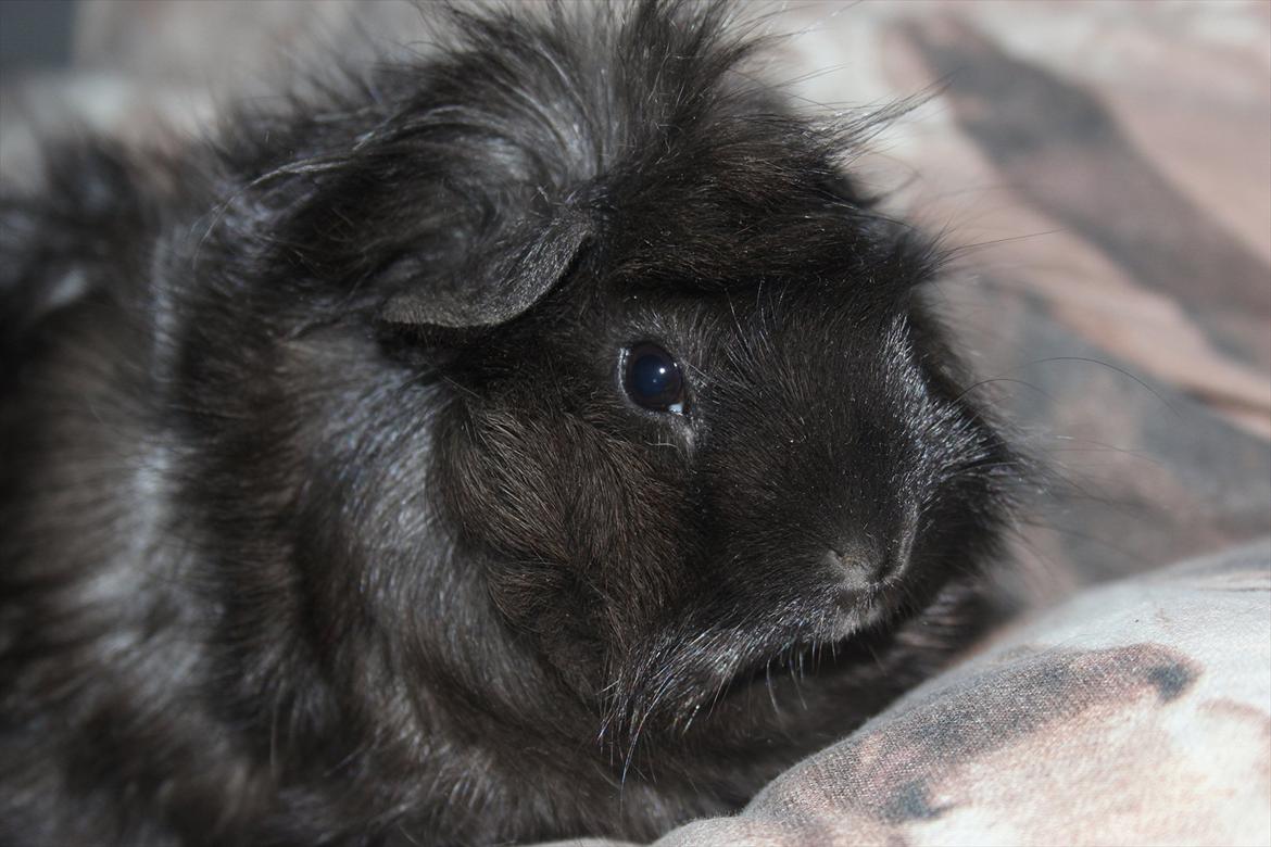 Marsvin Baily  billede 10