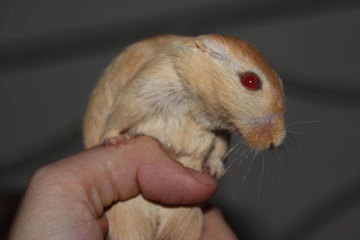 Ørkenrotte Guldlok (R.I.P) - Velkommen til guldlok :-)! billede 1