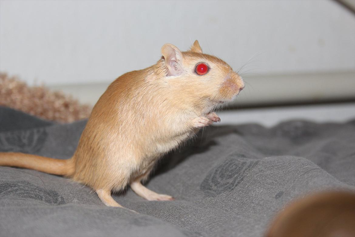 Ørkenrotte Guldlok (R.I.P) - holder udkig. billede 2