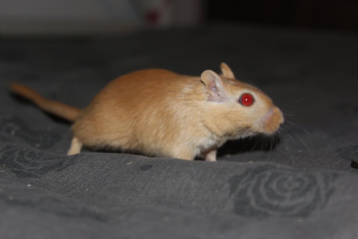 Ørkenrotte Guldlok (R.I.P) - søøøøøde ører! :-) billede 3