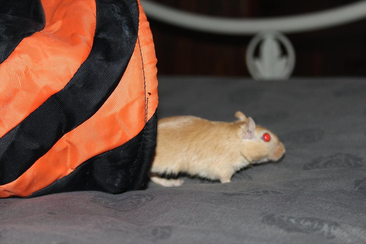 Ørkenrotte Guldlok (R.I.P) - hun elsker tunnelen! :-) billede 4