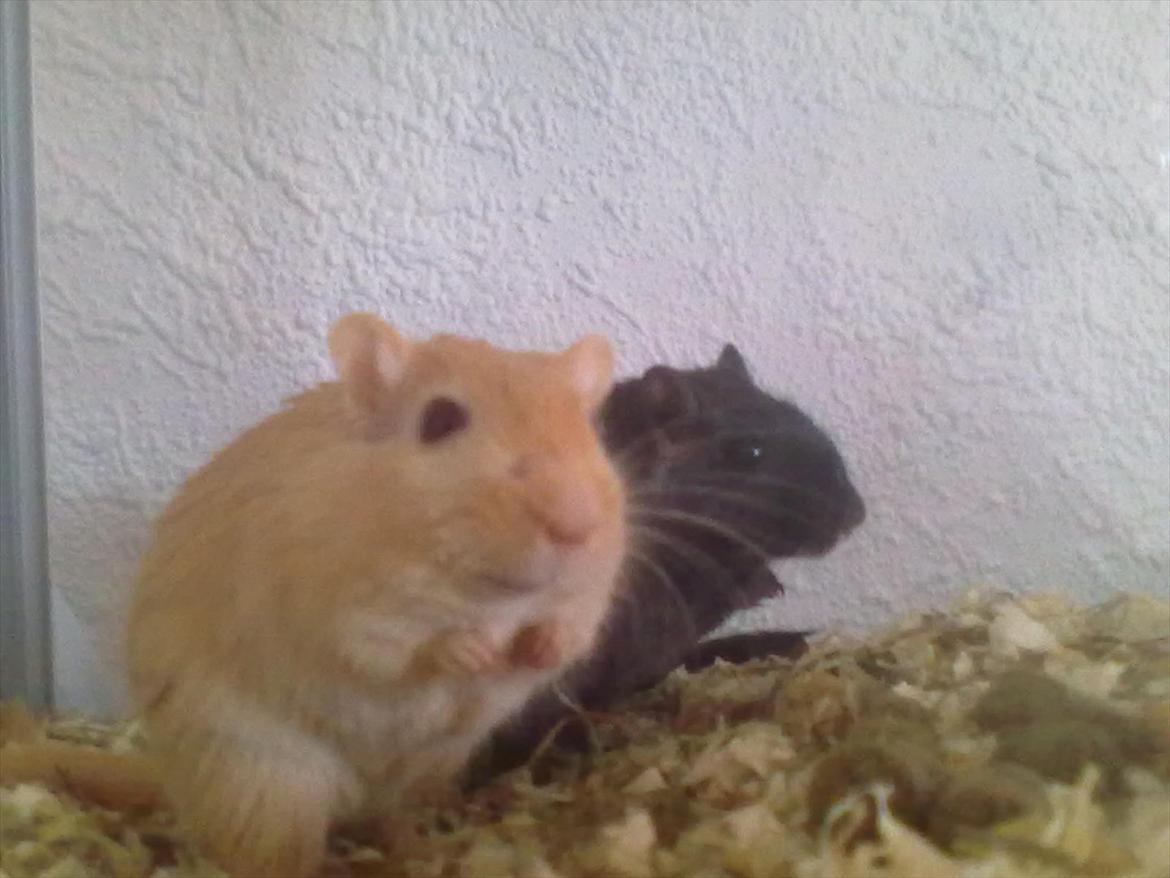 Ørkenrotte Guldlok (R.I.P) - Guldlok og hendes søster. billede 5