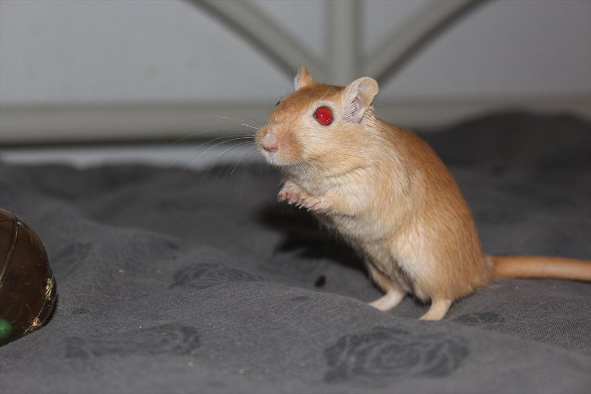 Ørkenrotte Guldlok (R.I.P) billede 6